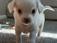 Hugo, a male Chihuahua for sale in Minneapolis, MN – Photo 1 of 9