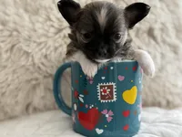 Wolfe, a male Chihuahua for sale in Minneapolis, MN – Photo 1 of 10