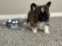 Wolfe, a male Chihuahua for sale in Minneapolis, MN – Photo 7 of 10