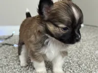 Wolfe, a male Chihuahua for sale in Minneapolis, MN – Photo 5 of 10