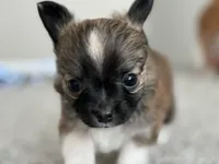 Wolfe, a male Chihuahua for sale in Minneapolis, MN – Photo 6 of 10