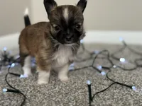 Wolfe, a male Chihuahua for sale in Minneapolis, MN – Photo 2 of 10