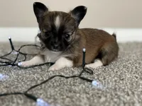 Wolfe, a male Chihuahua for sale in Minneapolis, MN – Photo 3 of 10