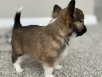 Wolfe, a male Chihuahua for sale in Minneapolis, MN – Photo 4 of 10