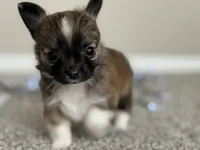 Wolfe, a male Chihuahua for sale in Minneapolis, MN – Photo 8 of 10