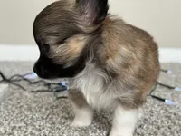 Wolfe, a male Chihuahua for sale in Minneapolis, MN – Photo 10 of 10