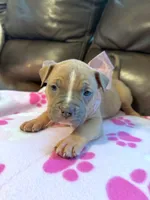 Lilith , a female American Bully for sale in Tulsa, OK – 2 of 2