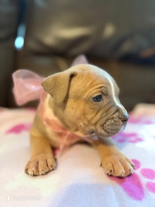 Lilith  – American Bully puppy for sale in Tulsa, OK