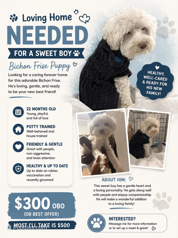 Bailey – Bichon Frise puppy for sale in Phenix City, AL