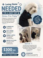 Bailey, a male Bichon Frise for sale in Phenix City, AL – 1 of 1