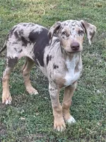 Judah, a male Catahoula Leopard Dog and Doberman Pinscher for sale in Asheboro, NC – 4 of 5