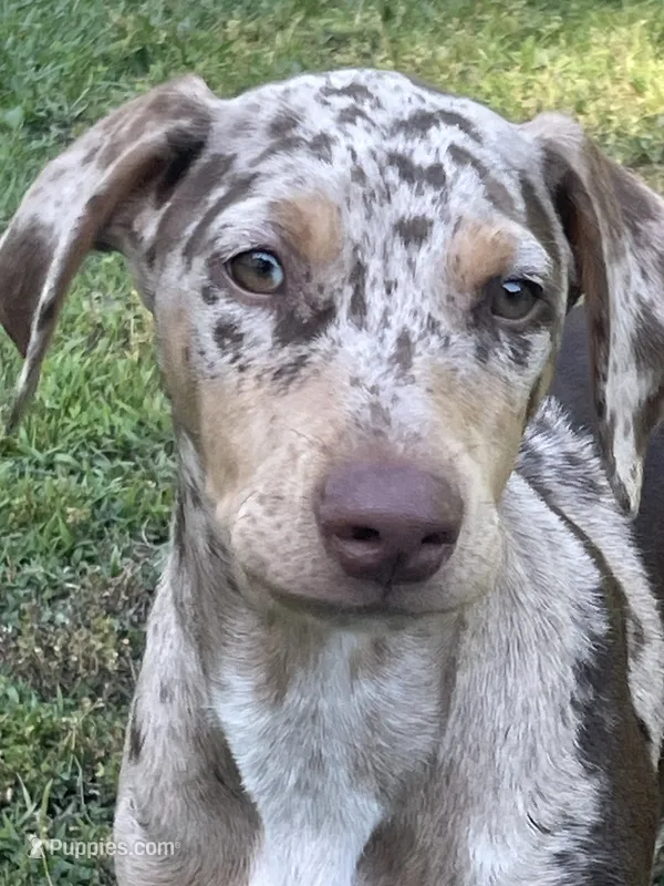 Judah – Catahoula Leopard Dog, Doberman Pinscher puppy for sale in Asheboro, NC