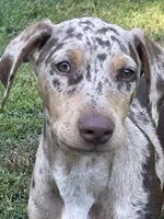 Judah, a male Catahoula Leopard Dog and Doberman Pinscher for sale in Asheboro, NC – 1 of 5