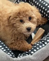 Miso (Smile) , a male Bichon Frise and Poodle - Miniature  for sale in Jamaica Plain, MA – Photo 1 of 3