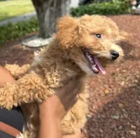 Miso (Smile) , a male Bichon Frise and Poodle - Miniature  for sale in Jamaica Plain, MA – Photo 3 of 3