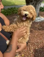 Miso (Smile) , a male Bichon Frise and Poodle - Miniature  for sale in Jamaica Plain, MA – Photo 2 of 3