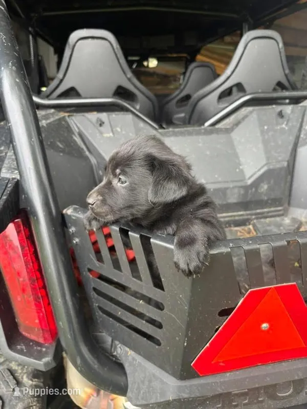 Blue male – Labrador Retriever puppy for sale in Iuka, IL