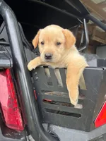 Red male, a male Labrador Retriever for sale in Iuka, IL – 1 of 2