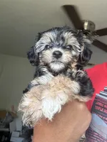 Puppy one, a male Yorkshire Terrier for sale in San Francisco, CA – 3 of 6