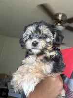 Puppy one, a male Yorkshire Terrier for sale in San Francisco, CA – 4 of 6