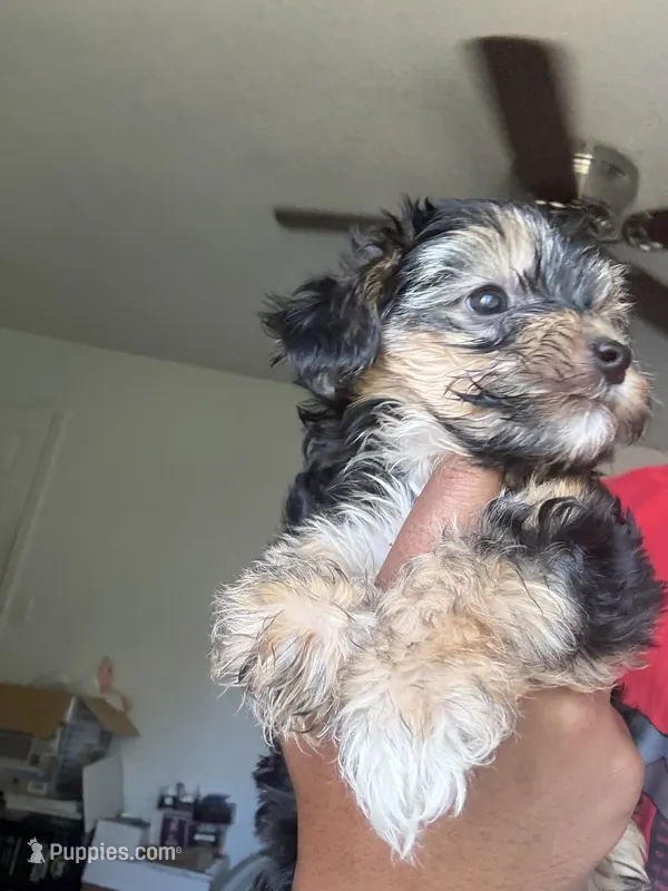 Puppy one – Yorkshire Terrier puppy for sale in San Francisco, CA