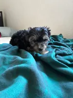 Puppy one, a male Yorkshire Terrier for sale in San Francisco, CA – 6 of 6