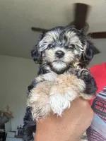 Puppy one, a male Yorkshire Terrier for sale in San Francisco, CA – 5 of 6
