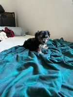 Puppy one, a male Yorkshire Terrier for sale in San Francisco, CA – 2 of 6