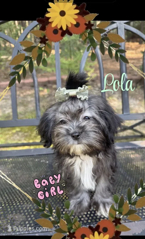 Lola – Shih Tzu puppy for sale in Lugoff, SC