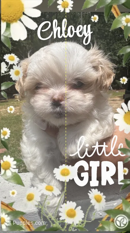 Chloe’s – Maltese, Shih Tzu puppy for sale in Lugoff, SC
