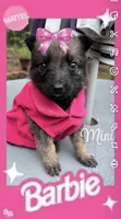 Mini, a female German Shepherd Dog and Saint Bernard for sale in Lugoff, SC – 1 of 2