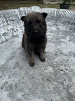 Mini, a female German Shepherd Dog and Saint Bernard for sale in Lugoff, SC – 2 of 2