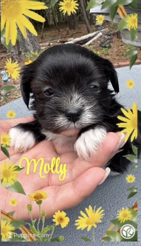 Molly – Shih Tzu puppy for sale in Lugoff, SC
