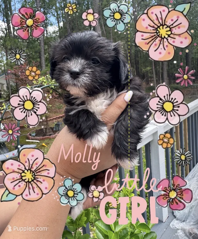 Molly – Shih Tzu puppy for sale in Lugoff, SC