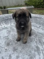 Bella, a female German Shepherd Dog and Saint Bernard for sale in Lugoff, SC – 2 of 2