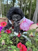Lola , a female Shih Tzu for sale in Lugoff, SC – 1 of 2