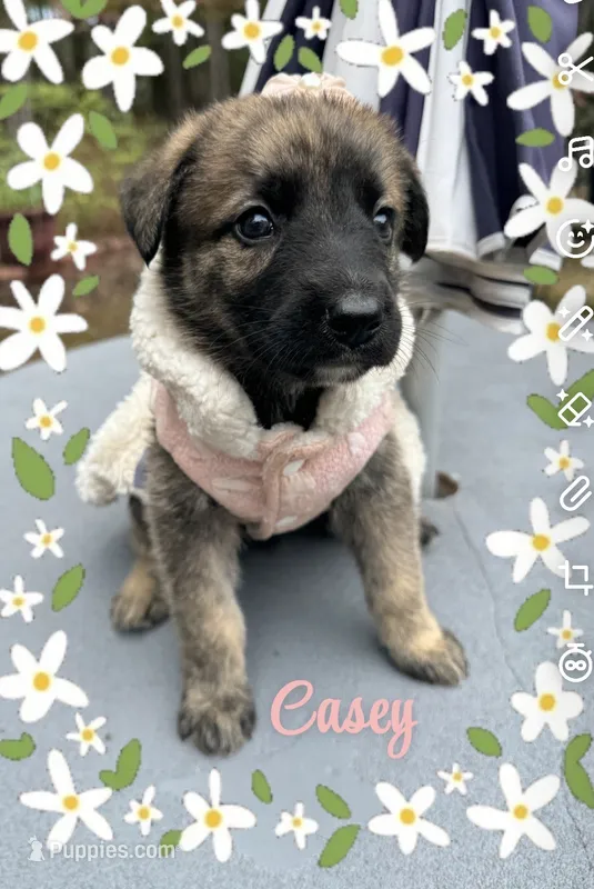 Bella – German Shepherd Dog, Saint Bernard puppy for sale in Lugoff, SC