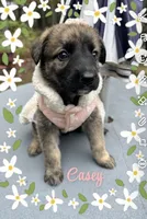 Bella, a female German Shepherd Dog and Saint Bernard for sale in Lugoff, SC – 1 of 2