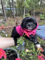 Bella, a female Shih Tzu for sale in Lugoff, SC – 2 of 2