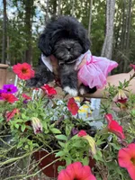 Lola , a female Shih Tzu for sale in Lugoff, SC – 2 of 2