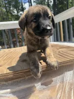 Casey , a female German Shepherd Dog for sale in Lugoff, SC – 2 of 2