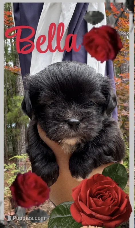 Bella – Shih Tzu puppy for sale in Lugoff, SC