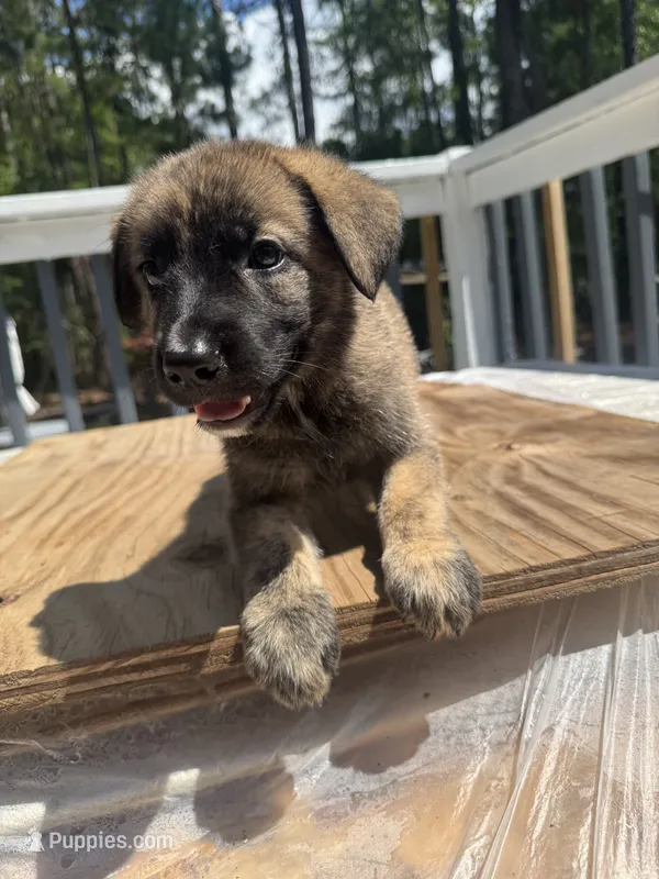 Bella – German Shepherd Dog, Saint Bernard puppy for sale in Lugoff, SC