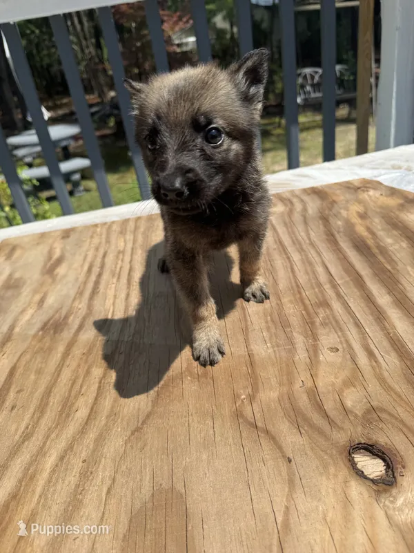 Mini – German Shepherd Dog, Saint Bernard puppy for sale in Lugoff, SC