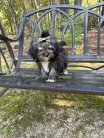 Lola, a female Shih Tzu for sale in Lugoff, SC – 3 of 3