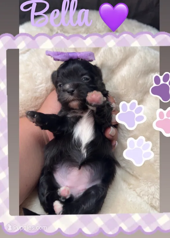 Bella – Shih Tzu puppy for sale in Lugoff, SC