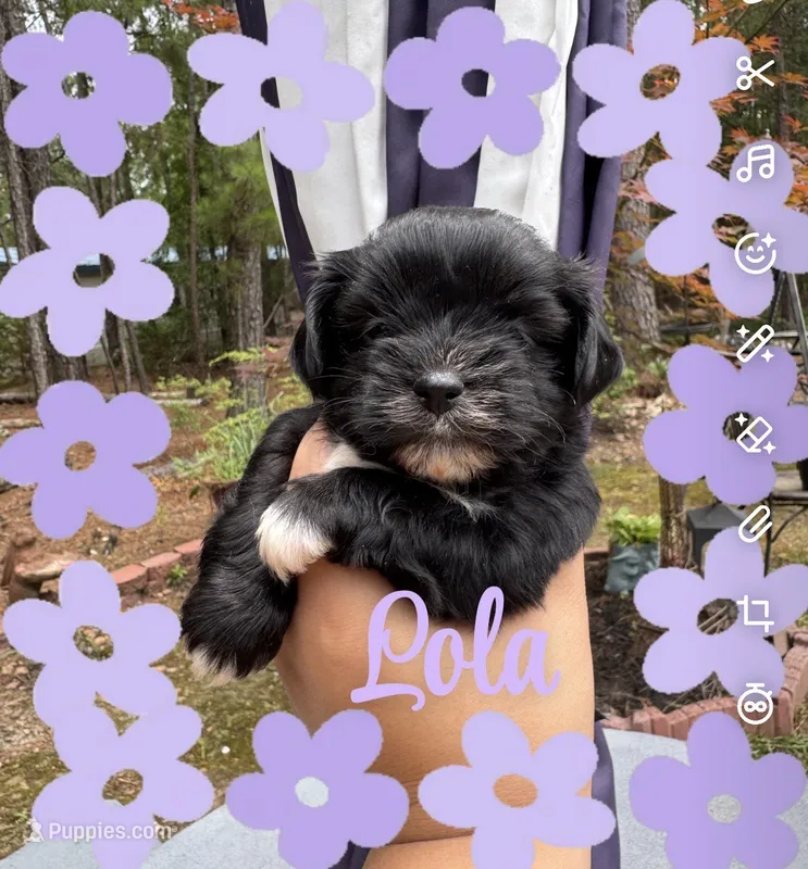 Lola – Shih Tzu puppy for sale in Lugoff, SC