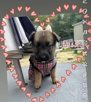 Lassie, a female German Shepherd Dog and Saint Bernard for sale in Lugoff, SC – 1 of 2
