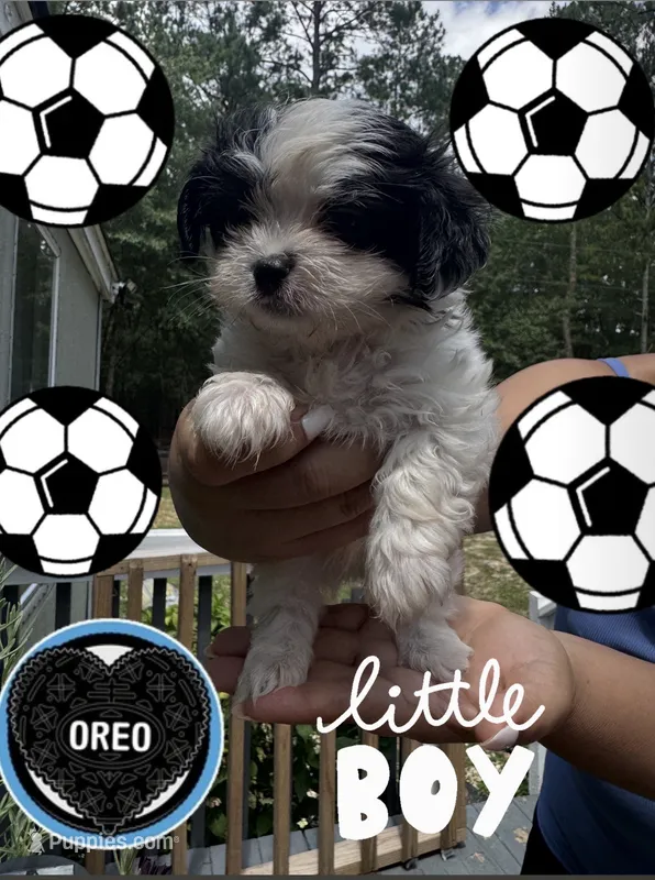 Oreo – Shih Tzu puppy for sale in Lugoff, SC