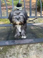 Lola, a female Shih Tzu for sale in Lugoff, SC – 2 of 3